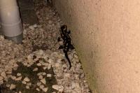 Salamandra salamandra