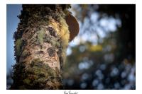 Glaucidium passerinum