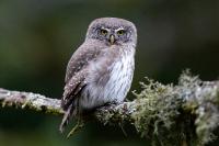 Glaucidium passerinum