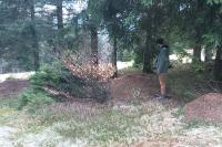 Formica rufa sensu lato