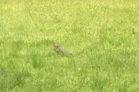 Felis silvestris