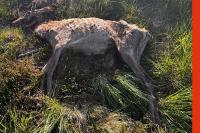 Cervus elaphus