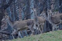 Cerf élaphe
