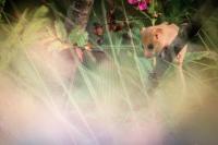 Muscardinus avellanarius