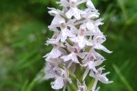 Dactylorhiza maculata