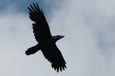 Corvus corax