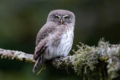 Chouette chevêchette