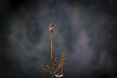 Glaucidium passerinum