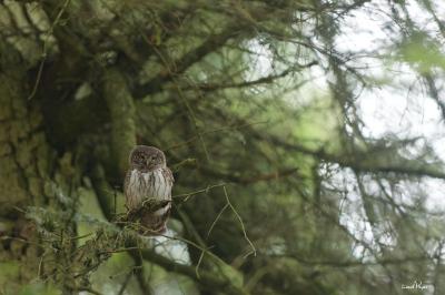 Glaucidium passerinum