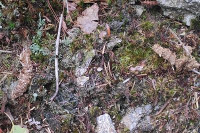 Tetrao urogallus