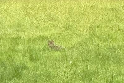 Chat sauvage