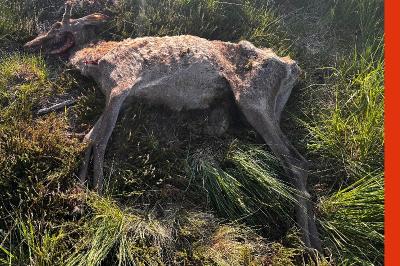 Cerf élaphe