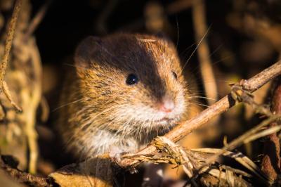 Clethrionomys glareolus